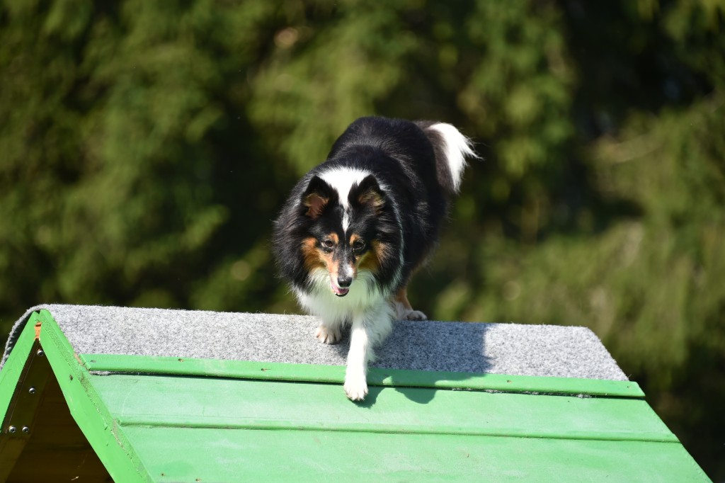 Sport plaisir et mobility 1.jpg