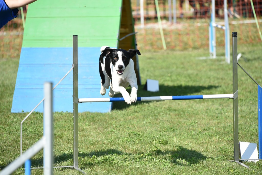 Agility 3.jpg